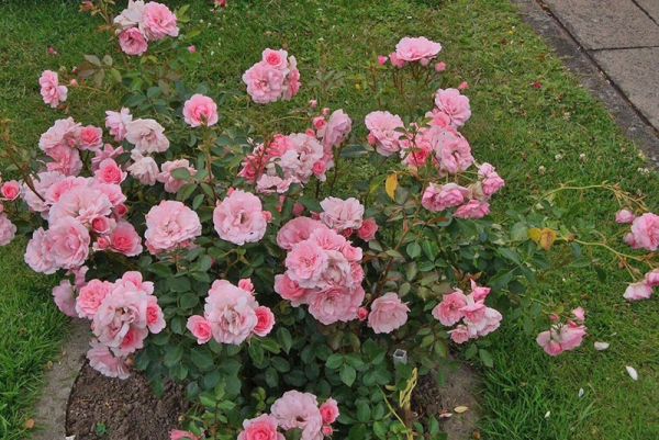 Обратите внимание на почвопокровную розу Боника 82